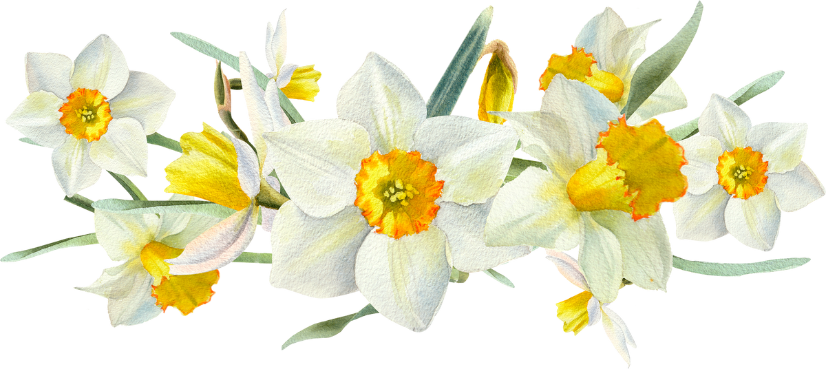 Narcissus flower bouquet.  Spring wreath. Easter card